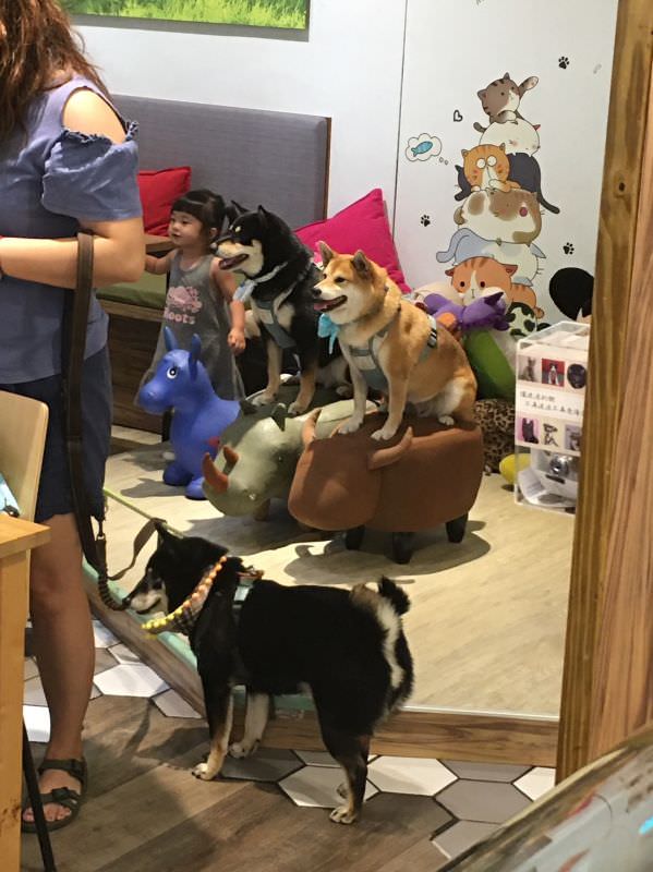 對寵物超友善